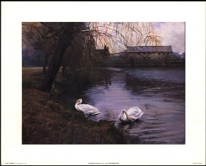 Swans on the mill pond