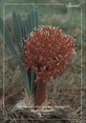 Beleza tropical - Kalukembe (Angola)