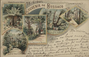 Souvenir de Bussaco