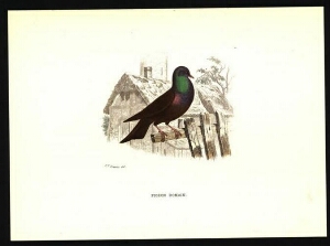 Pigeon romain