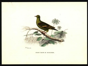 Pigeon ramier de Madagascar