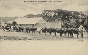 Moçambique - carro boer, junto a Macequece