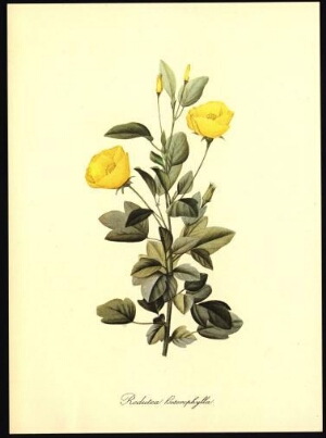 Redutea heterophylla
