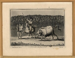 A cavalier attacking a bull