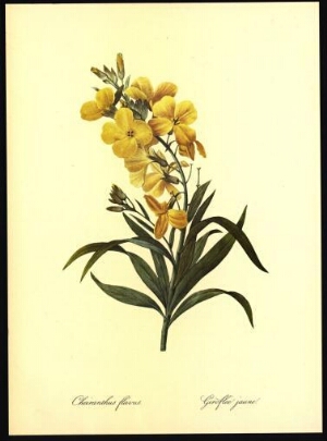 Cheiranthus flavus = Givoflée jaune