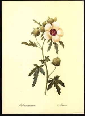Hibiscus trionum = Mauve